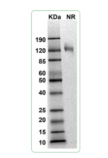 MW: Molecular Weight marker reduced condition
NR: TIGIT dimer under non-reduced condition